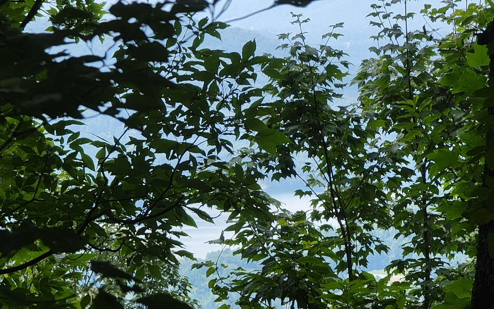 403752 Hayesville Land