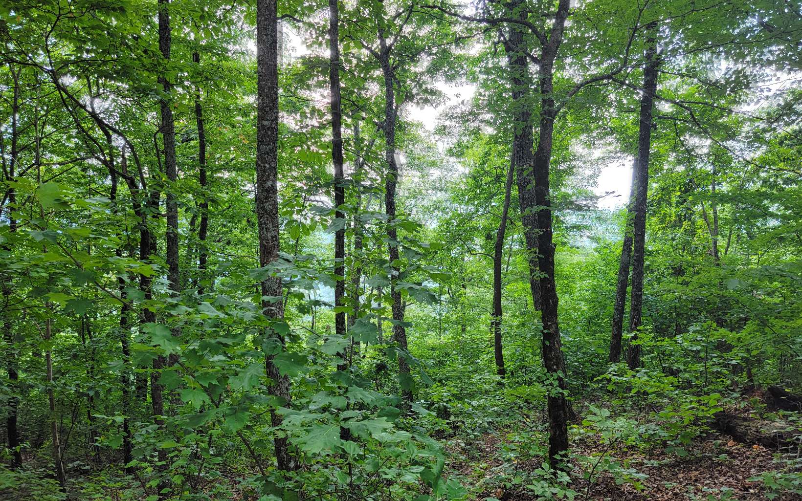 403752 Hayesville Land