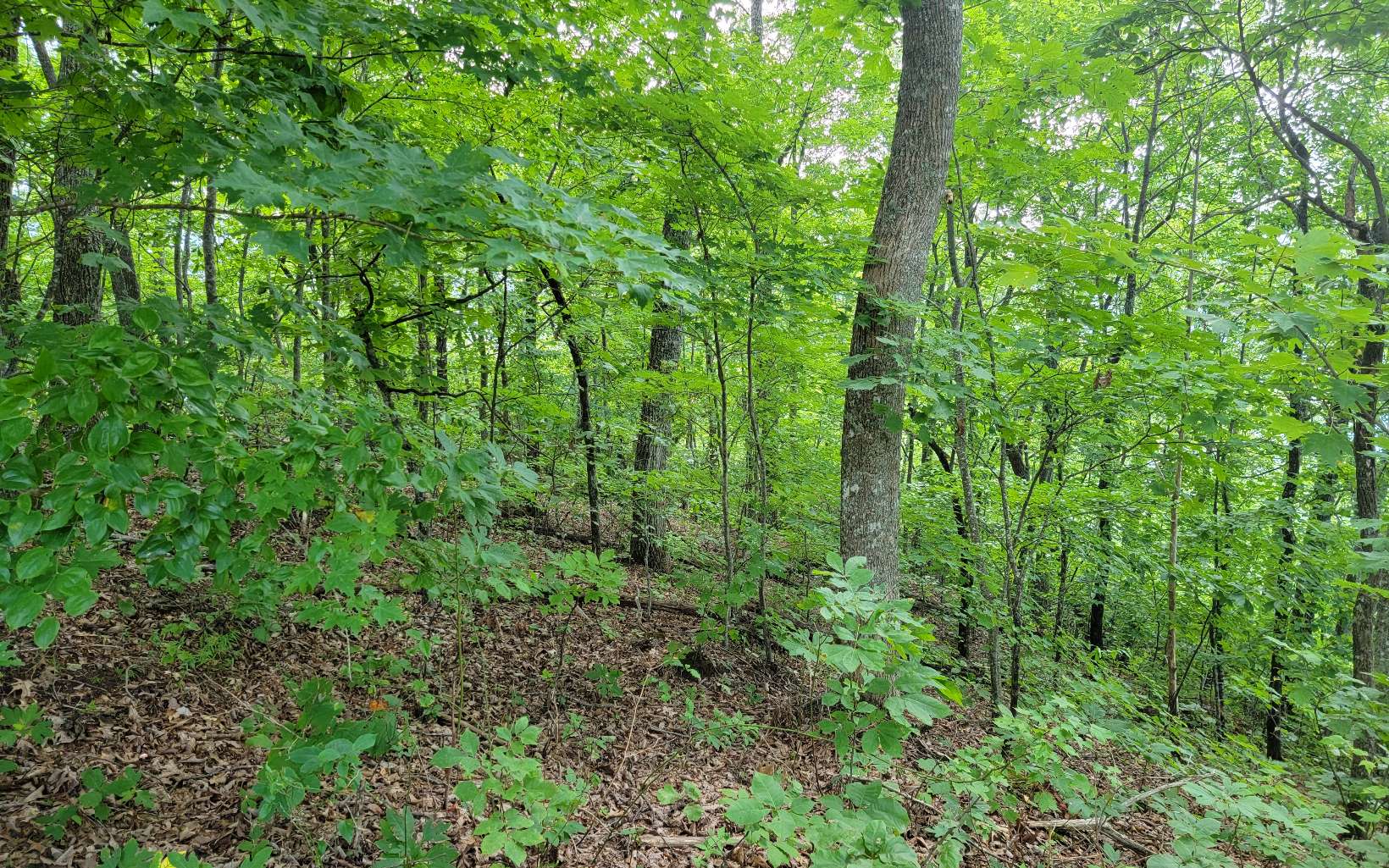 403752 Hayesville Land