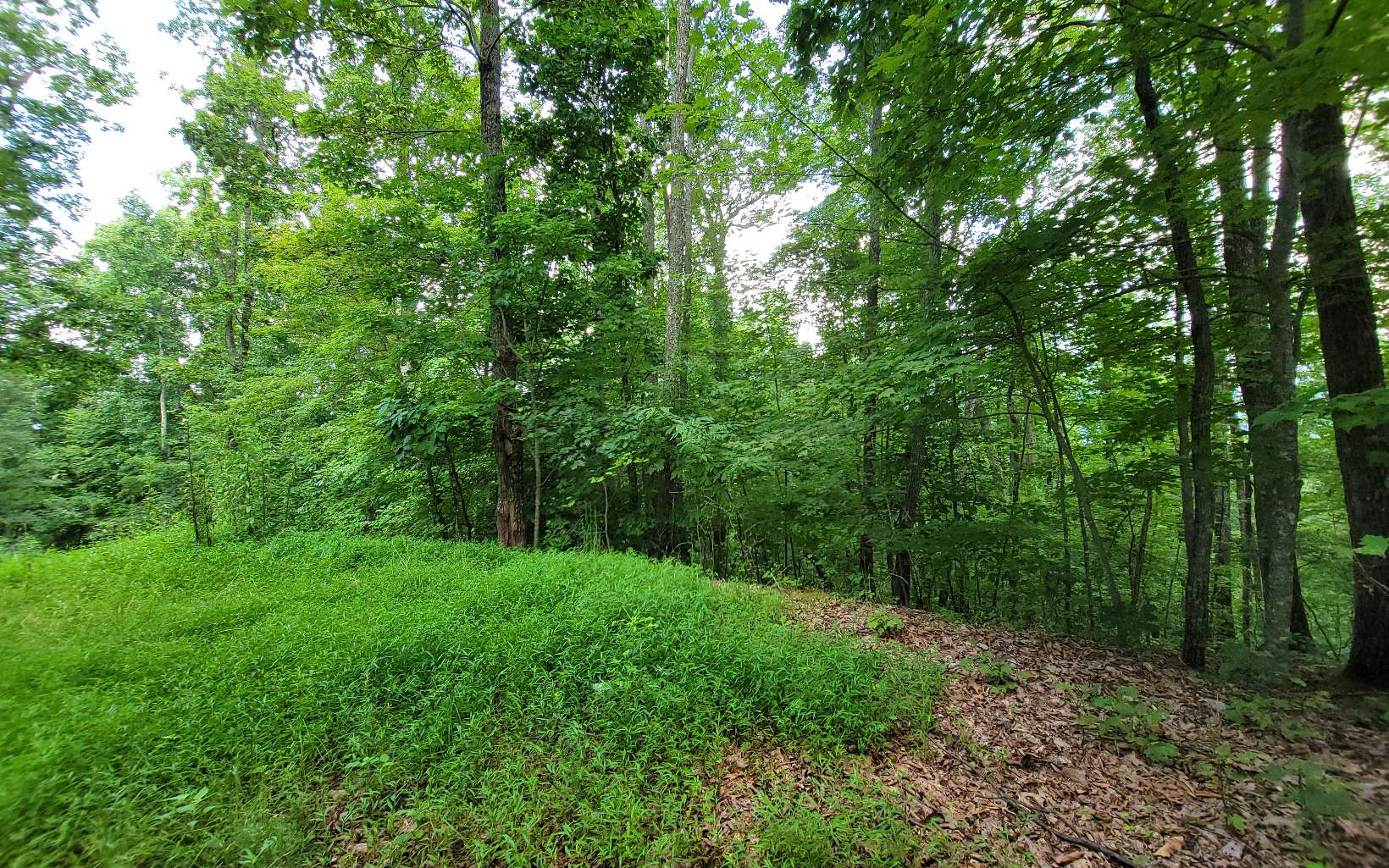 403752 Hayesville Land