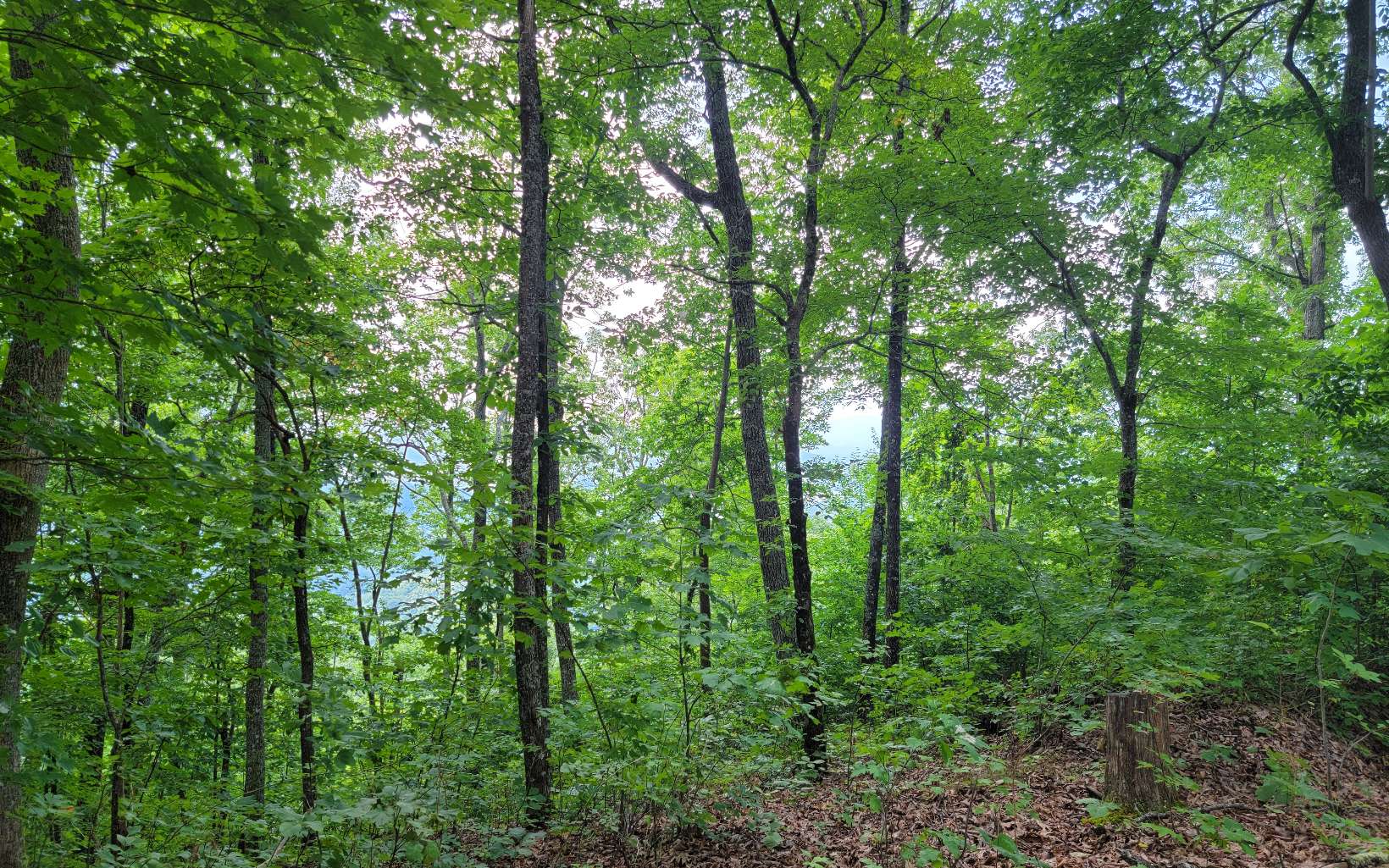 403752 Hayesville Land