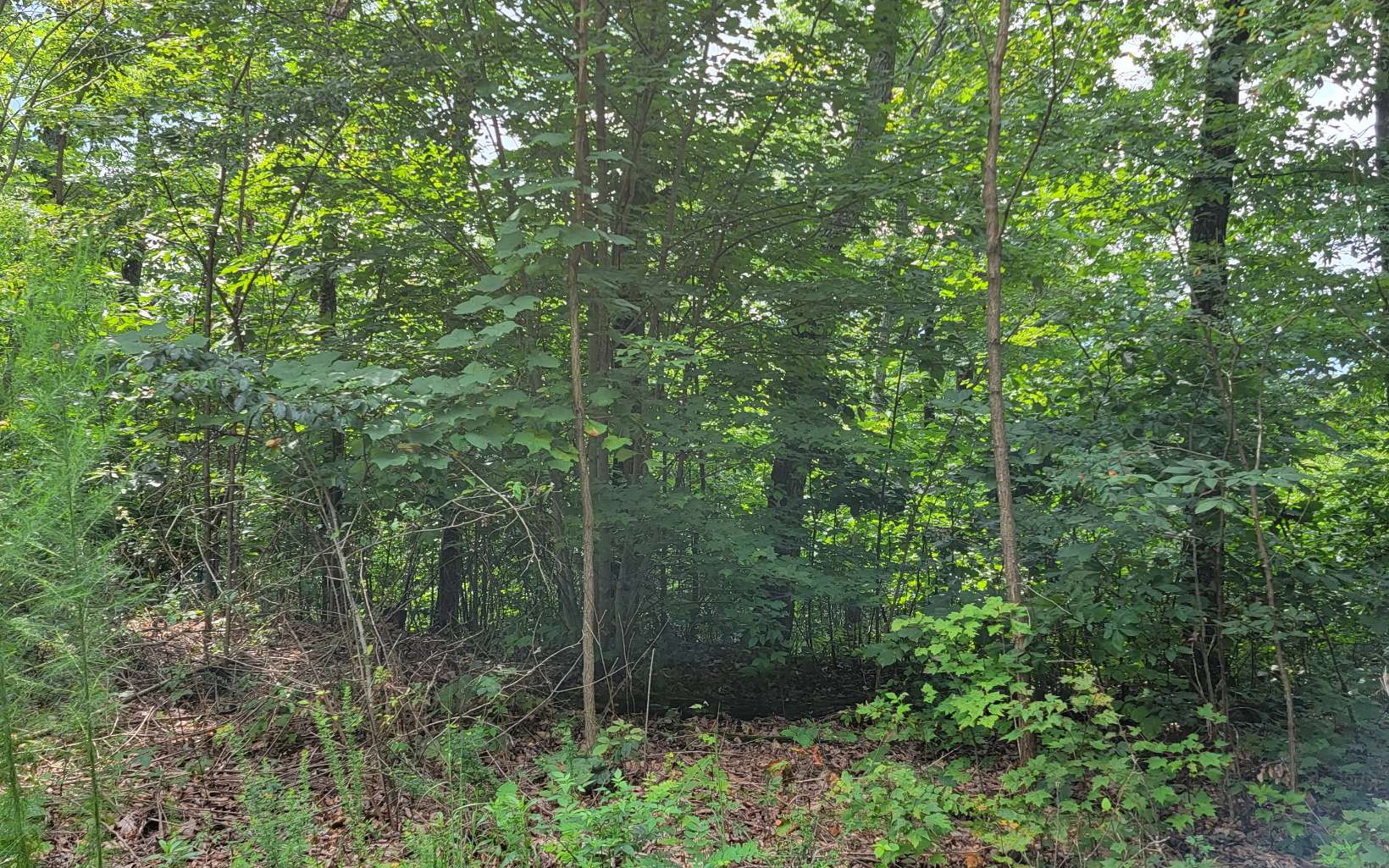 403752 Hayesville Land