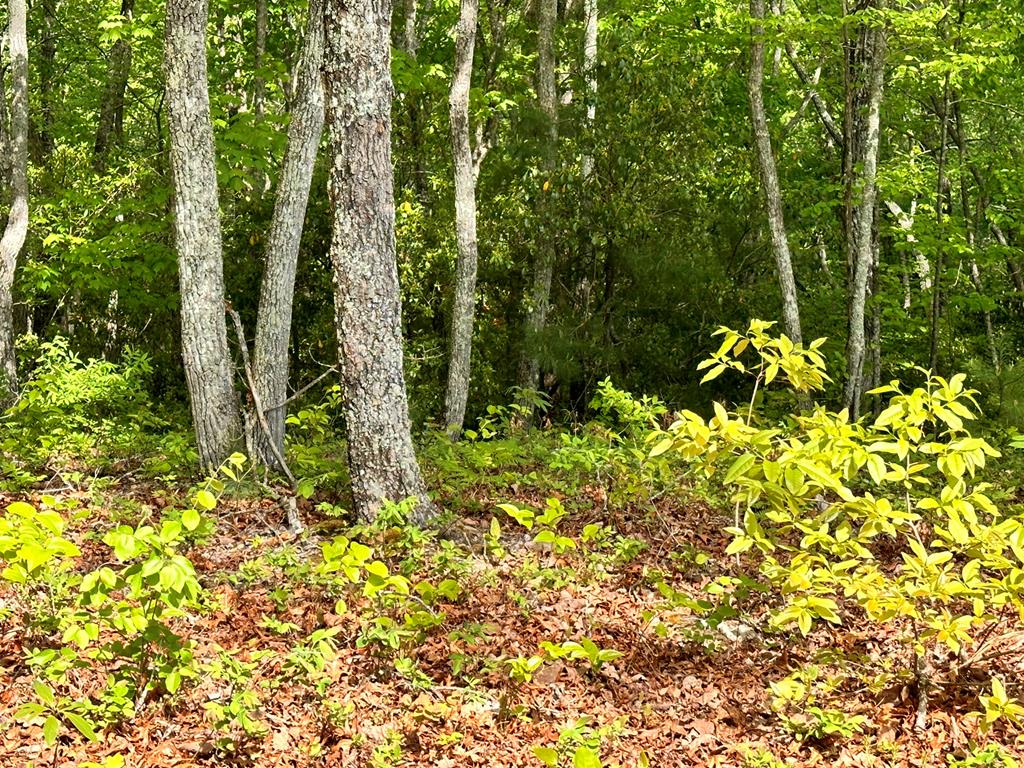 403896 Hayesville Land