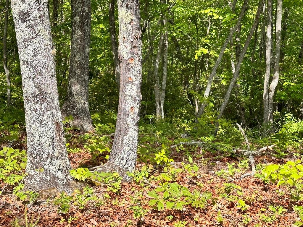 403896 Hayesville Land