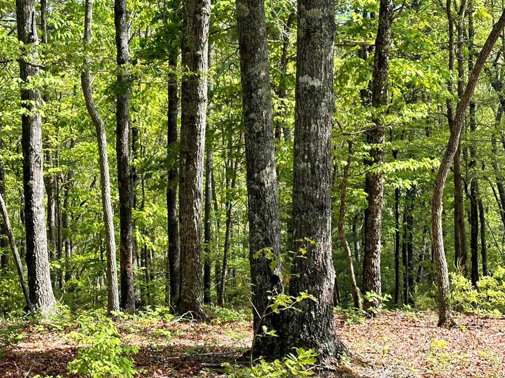 403897 Hayesville Land