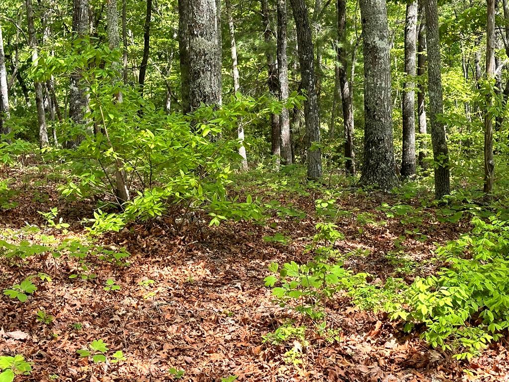 403897 Hayesville Land