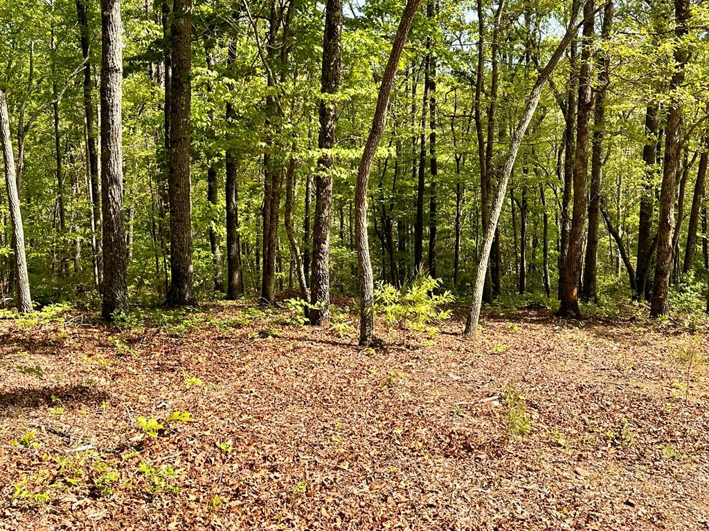 403897 Hayesville Land