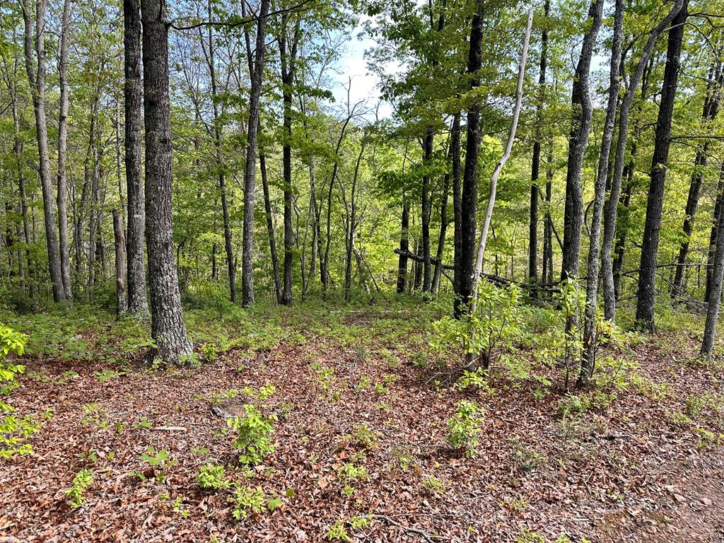 403899 Hayesville Land