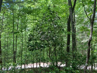 403926 Ellijay Land