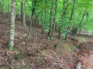 403967 Ellijay Land