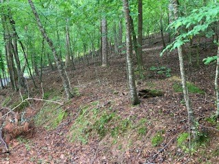 403967 Ellijay Land