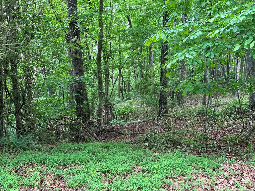 403993 Ellijay Land