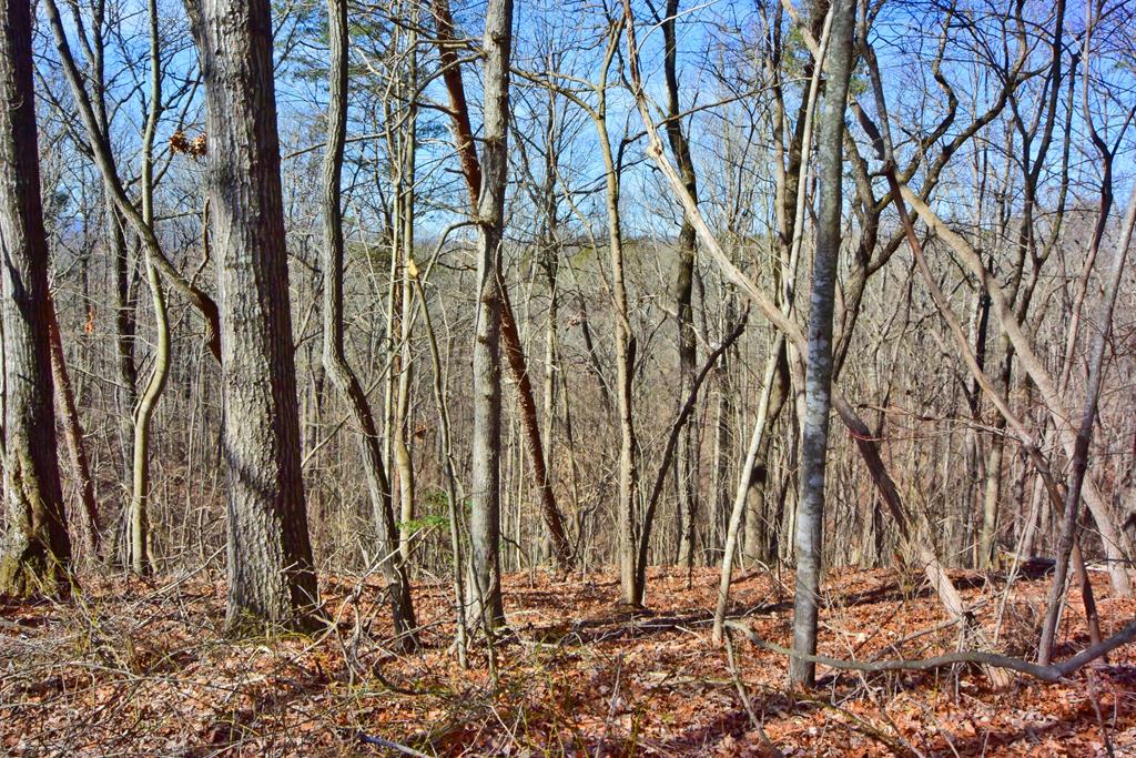 403995 Ellijay Land