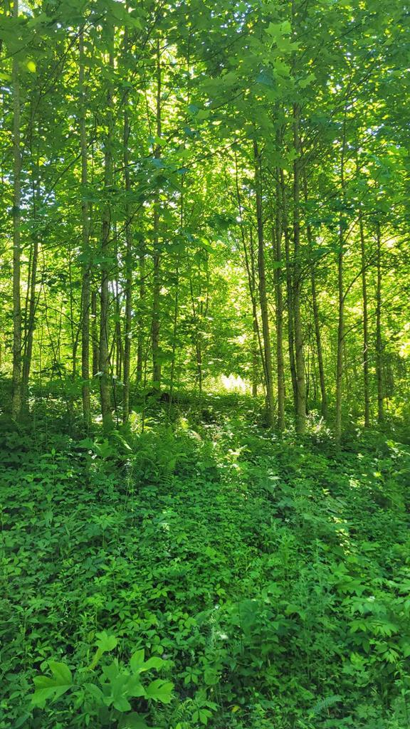 405152 Hayesville 