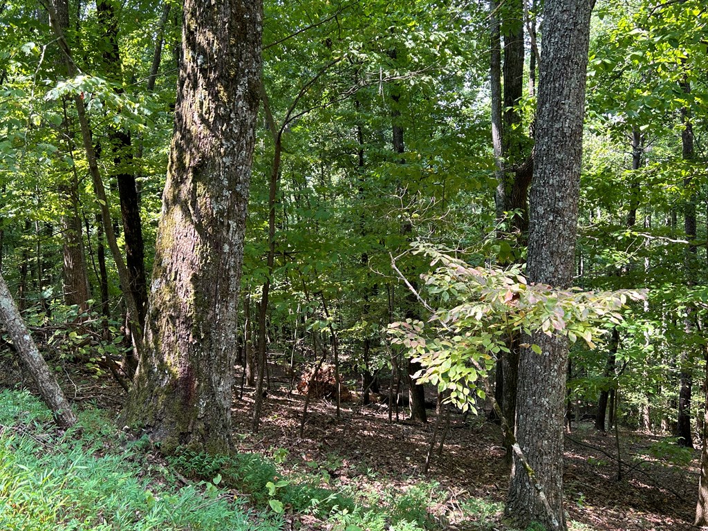 409005 Ellijay Land