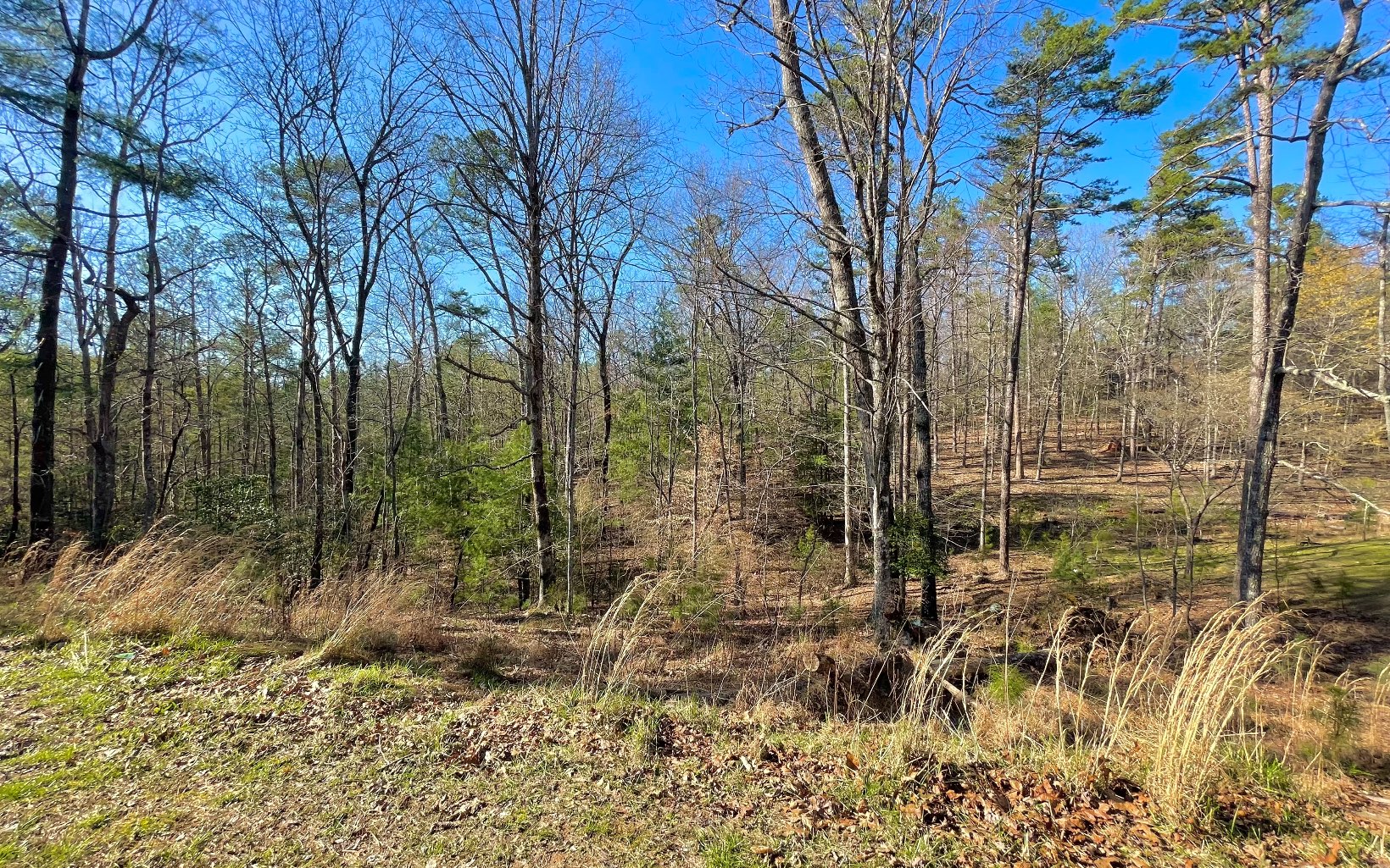 409015 Ellijay Land