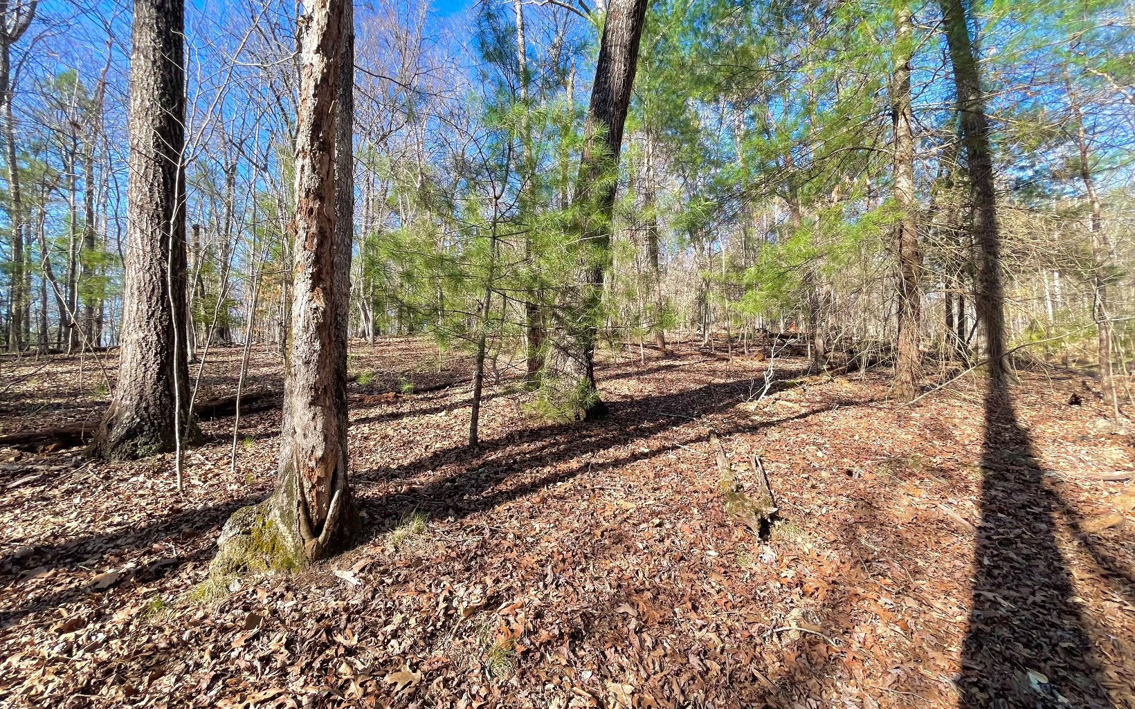 409015 Ellijay Land