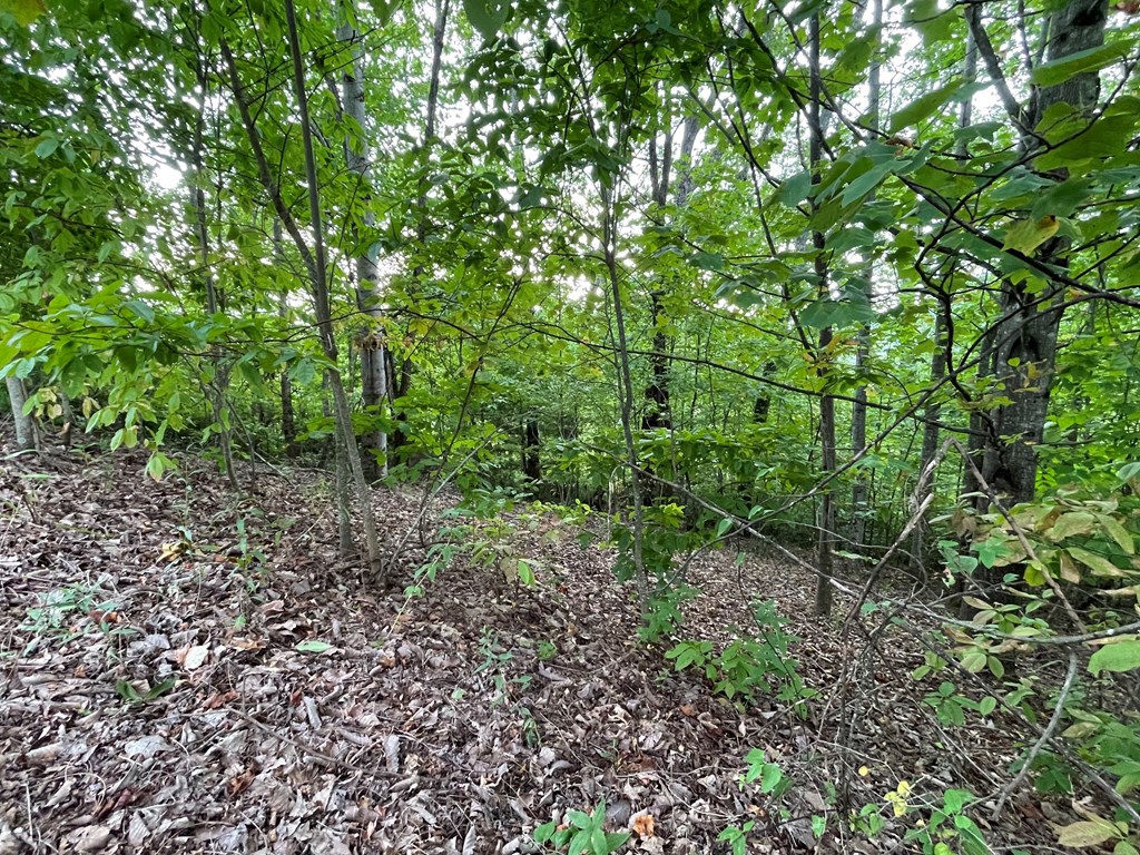 409031 Hayesville Land