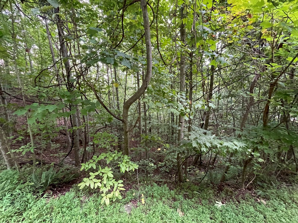 409031 Hayesville Land