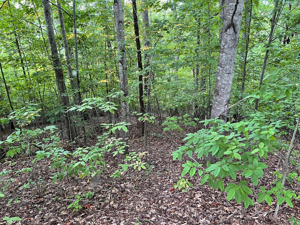 409031 Hayesville Land