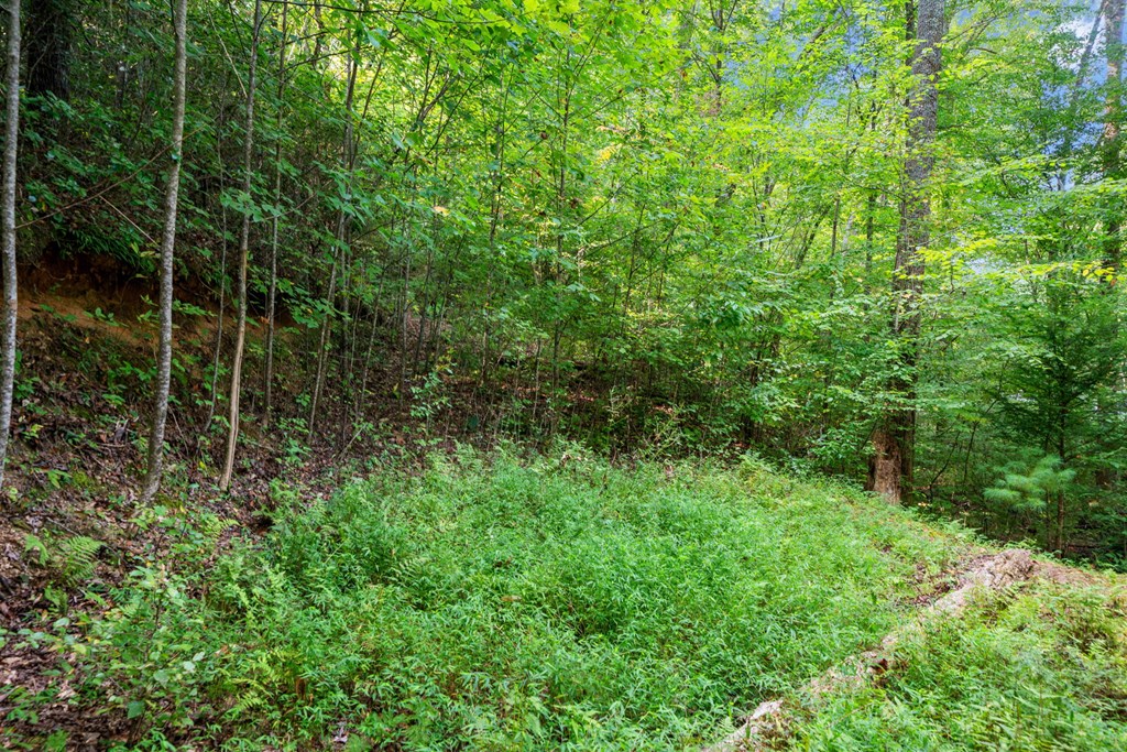 409100 Ellijay Land