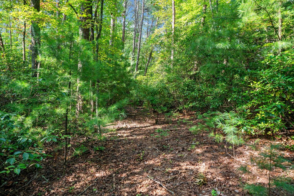 409100 Ellijay Land