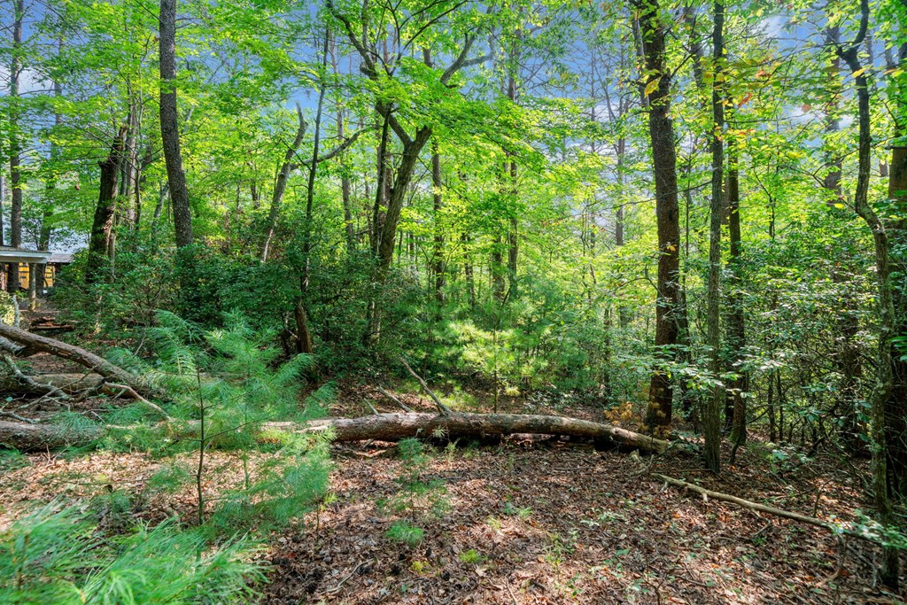 409100 Ellijay Land