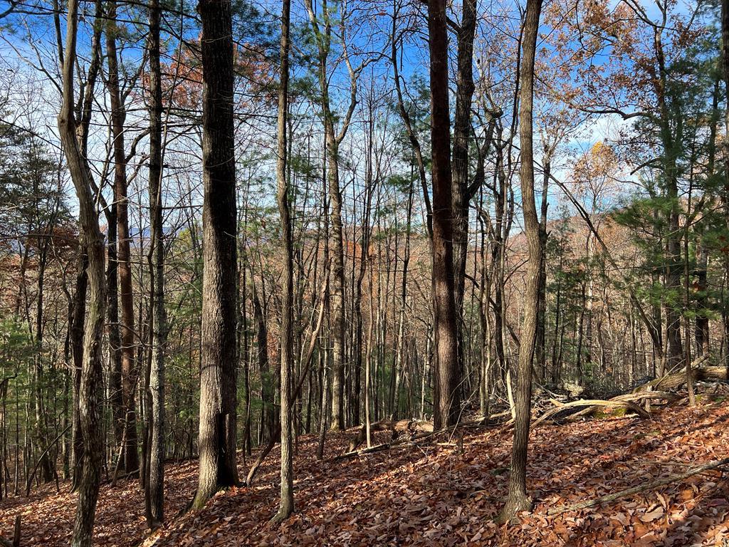 409357 Ellijay Land