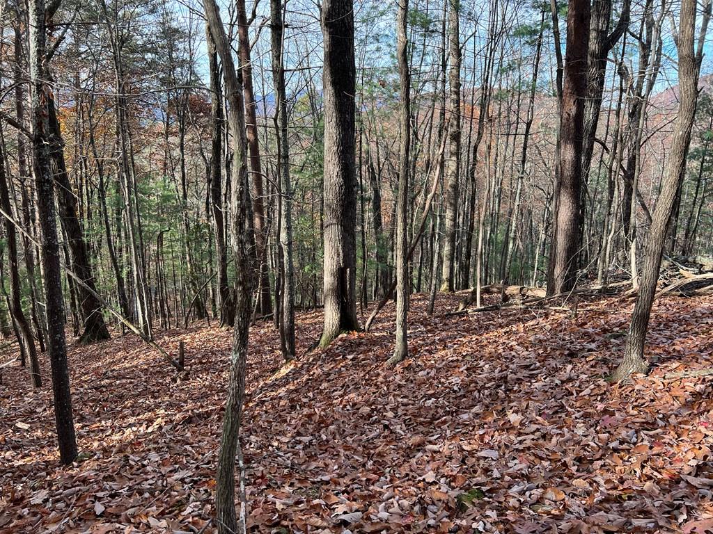 409357 Ellijay Land