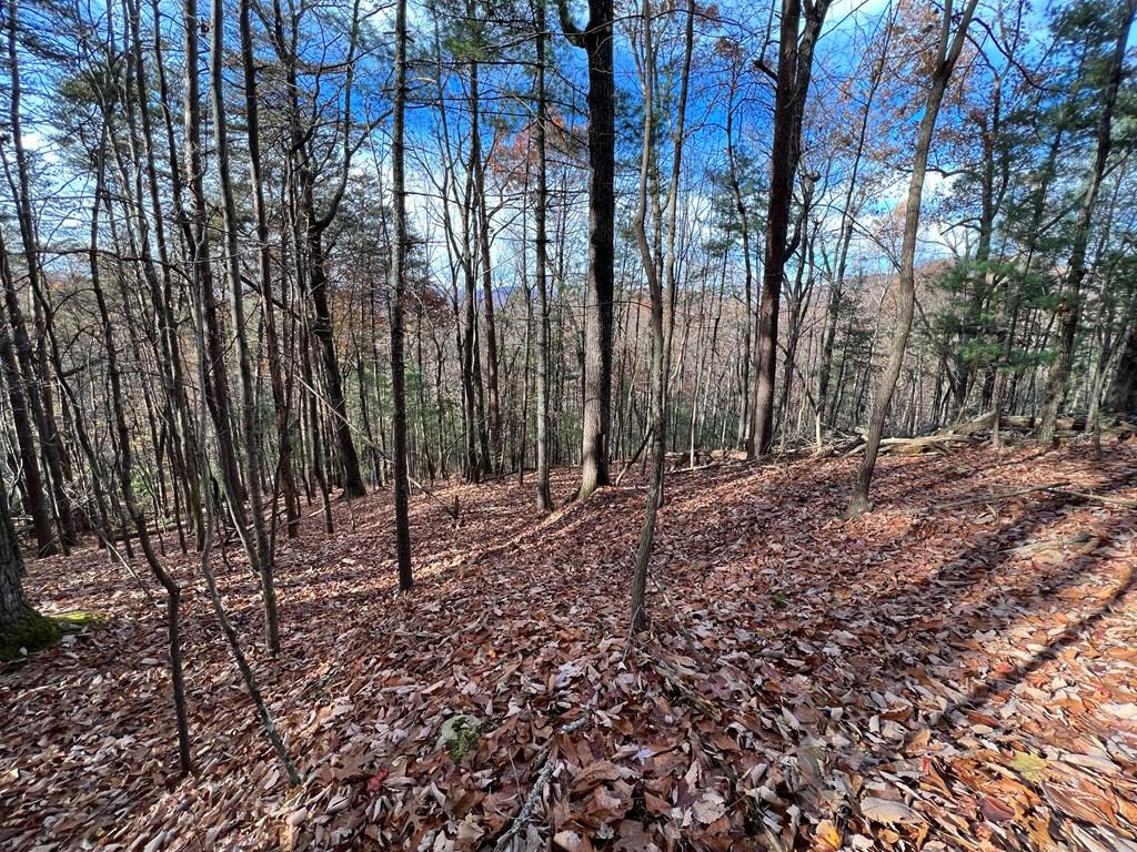 409357 Ellijay Land