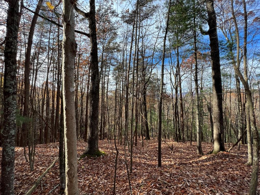 409357 Ellijay Land