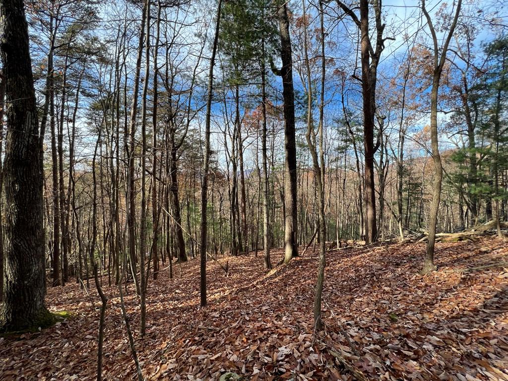 409357 Ellijay Land