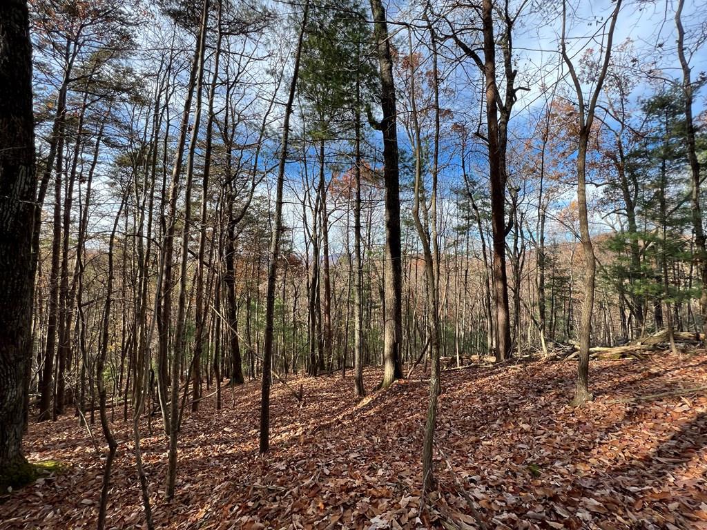 409357 Ellijay Land