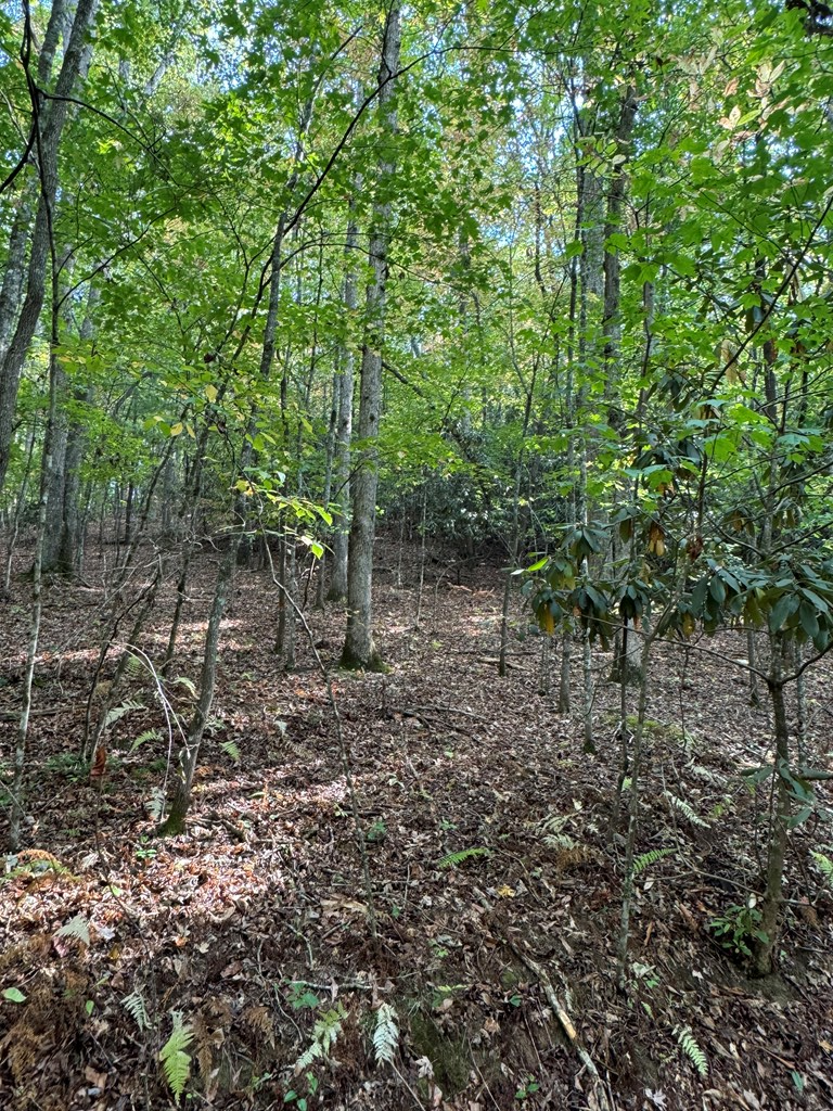 409358 McCaysville Land