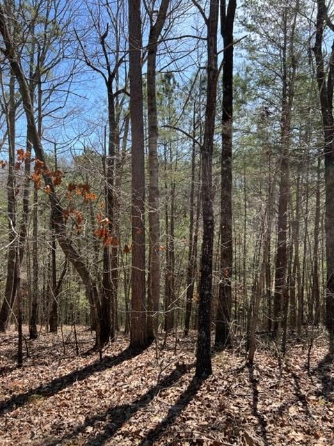 409396 Ellijay Land