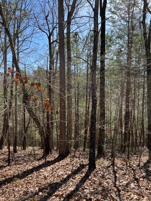 409397 Ellijay Land