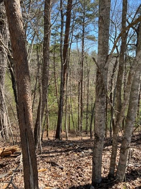 409397 Ellijay Land