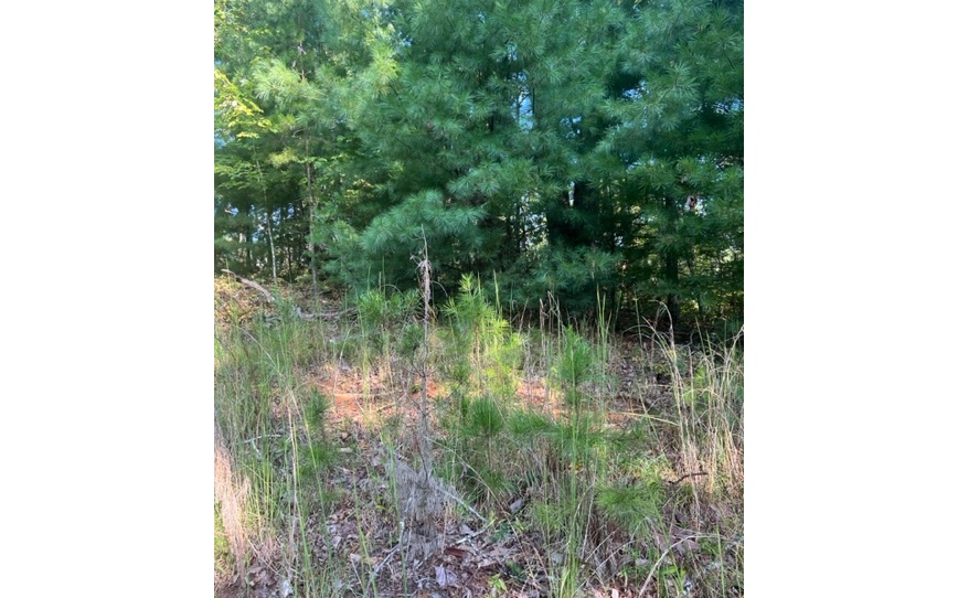 409401 Ellijay Land