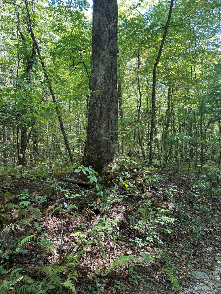 409447 Ellijay Land