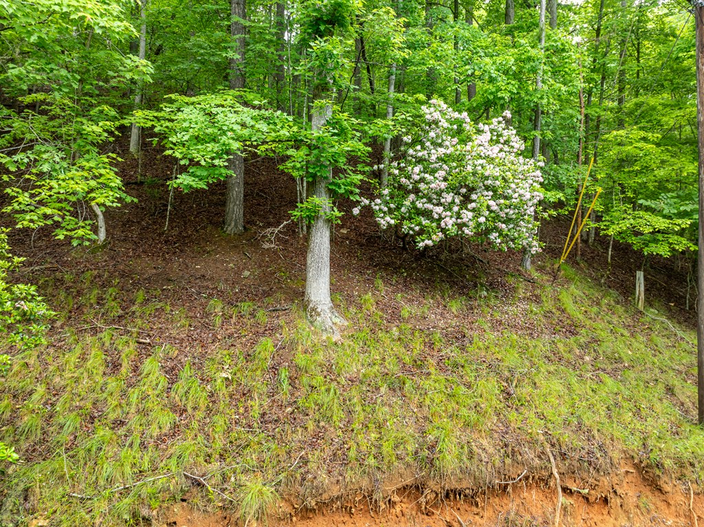 409459 Ellijay Land