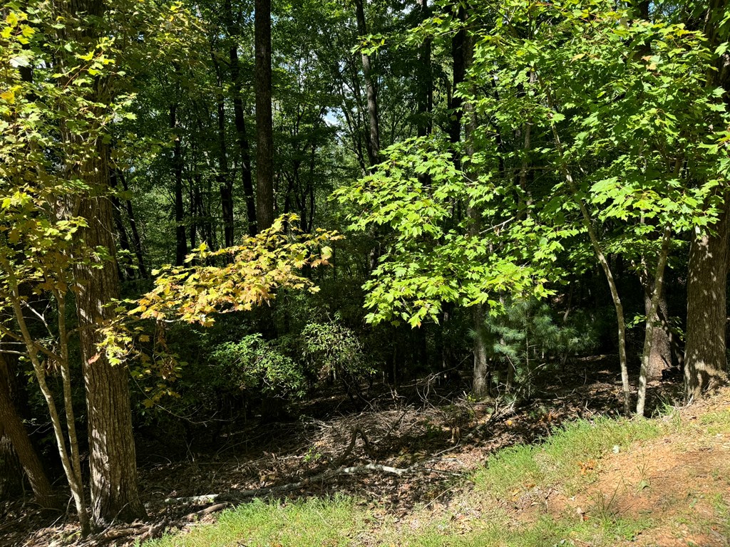 409465 Ellijay Land