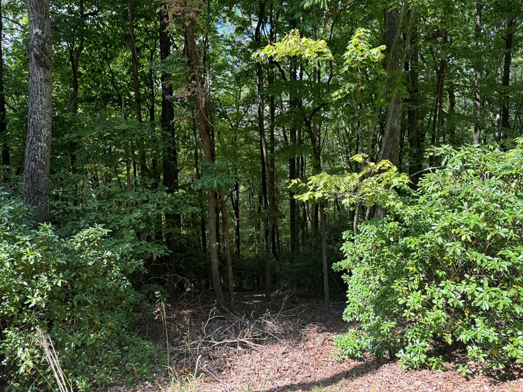 409465 Ellijay Land