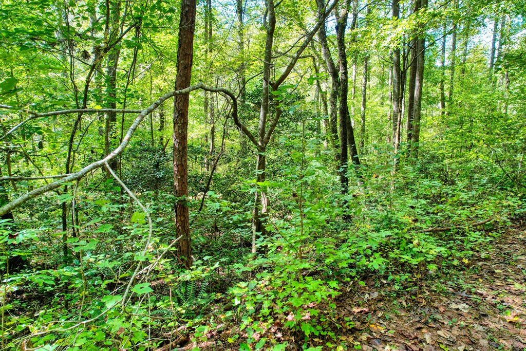 409581 Ellijay Land