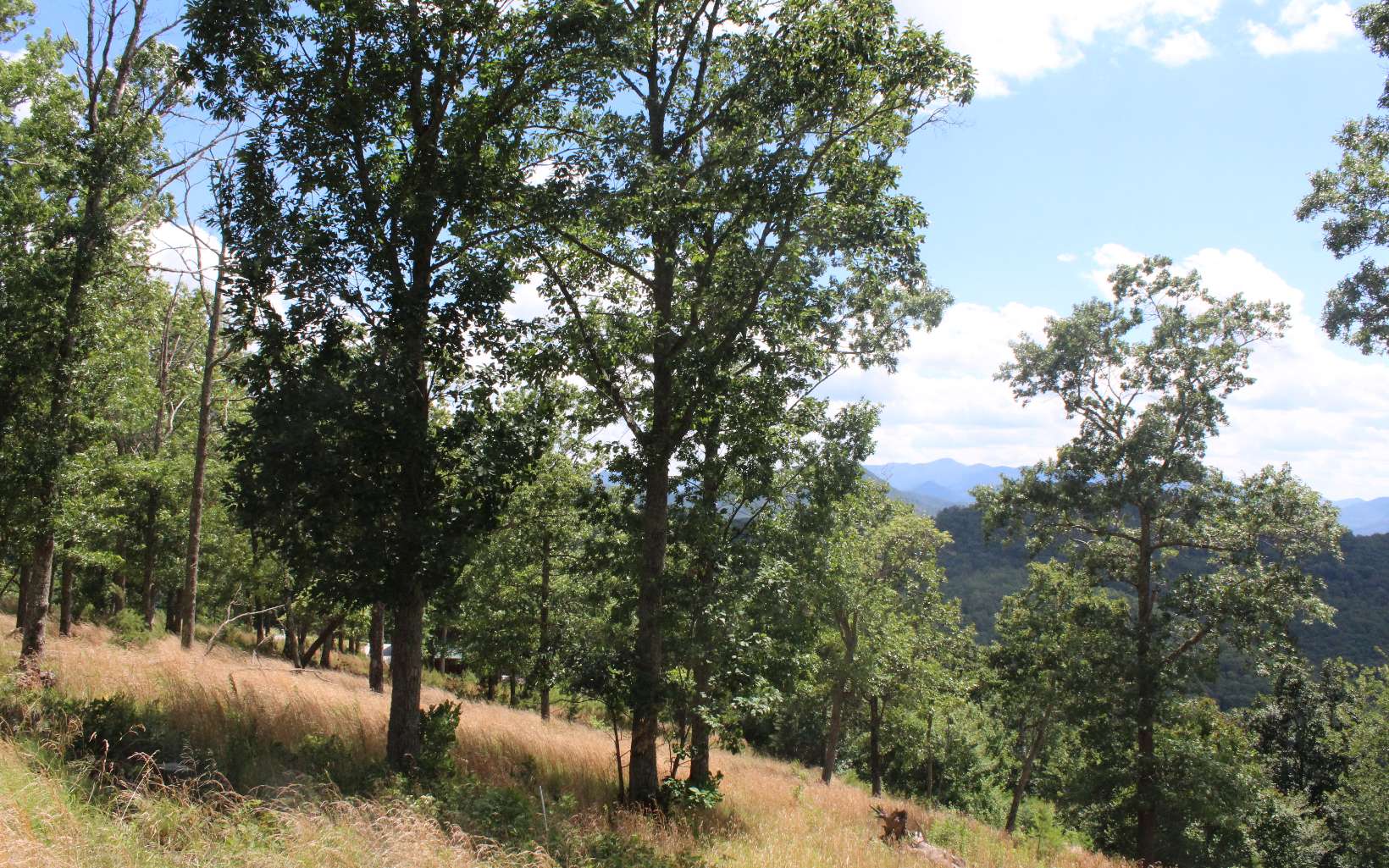 409662 Hayesville Land