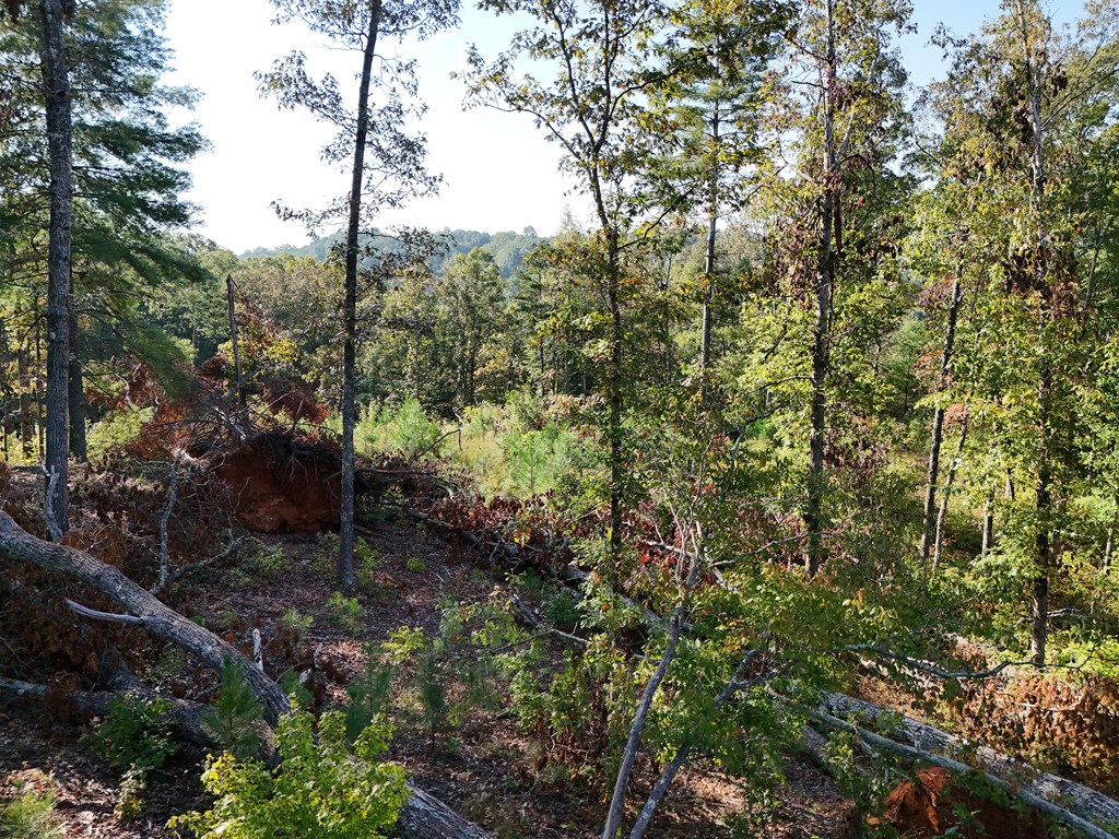 409664 Ellijay Land