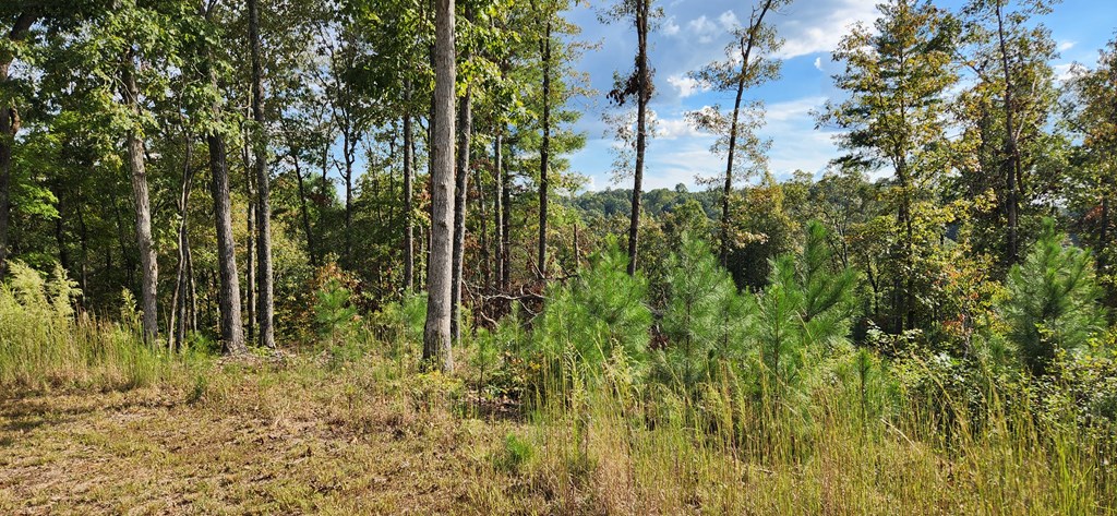 409664 Ellijay Land