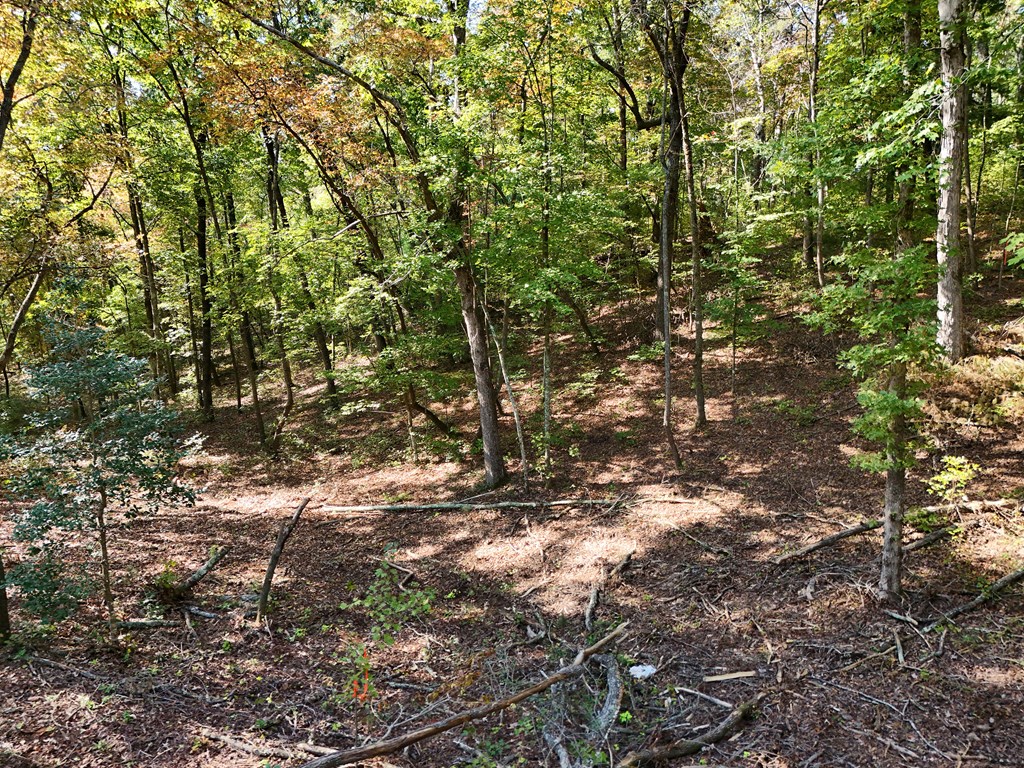 409675 Ellijay Land