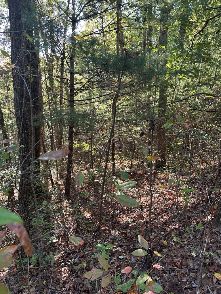 409676 Ellijay Land