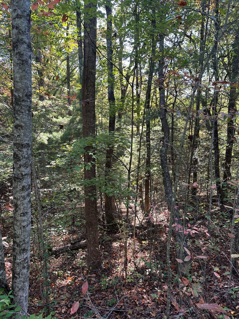 409676 Ellijay Land