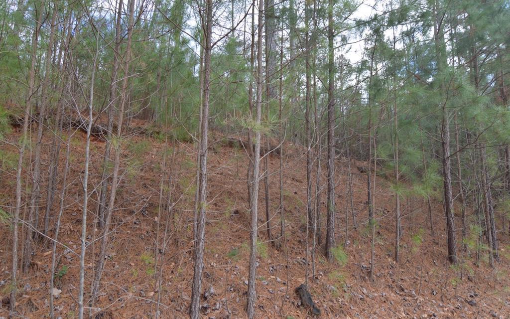 409702 Young Harris Land